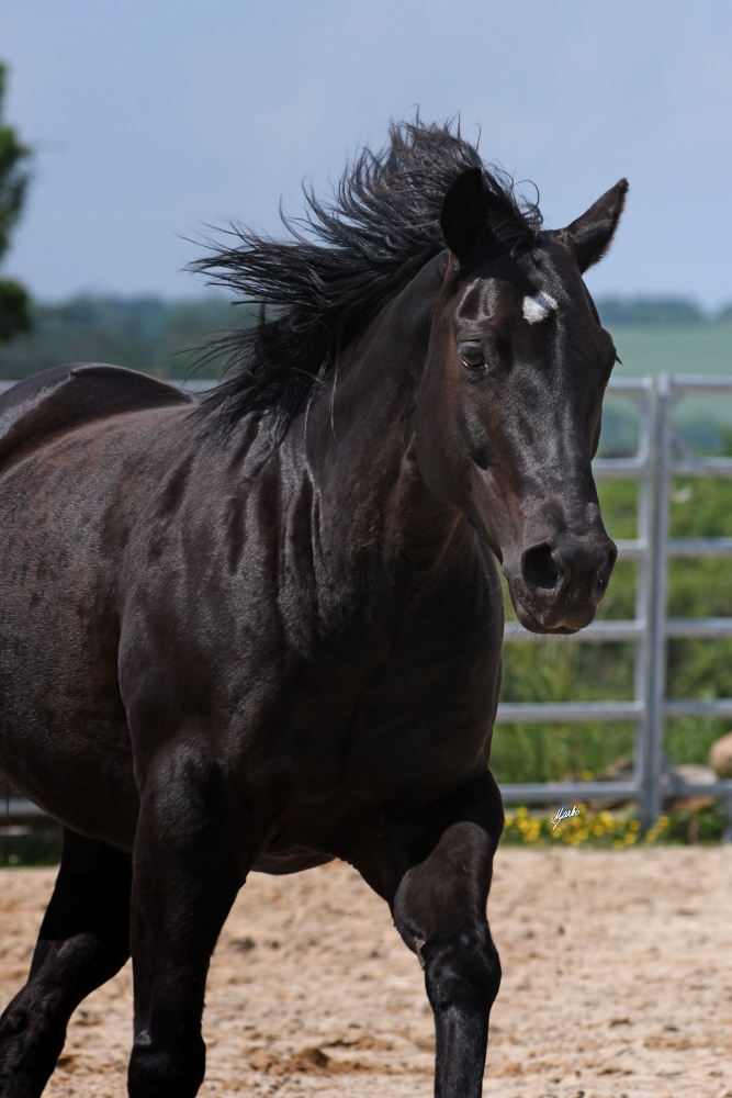 American Quarter Horse