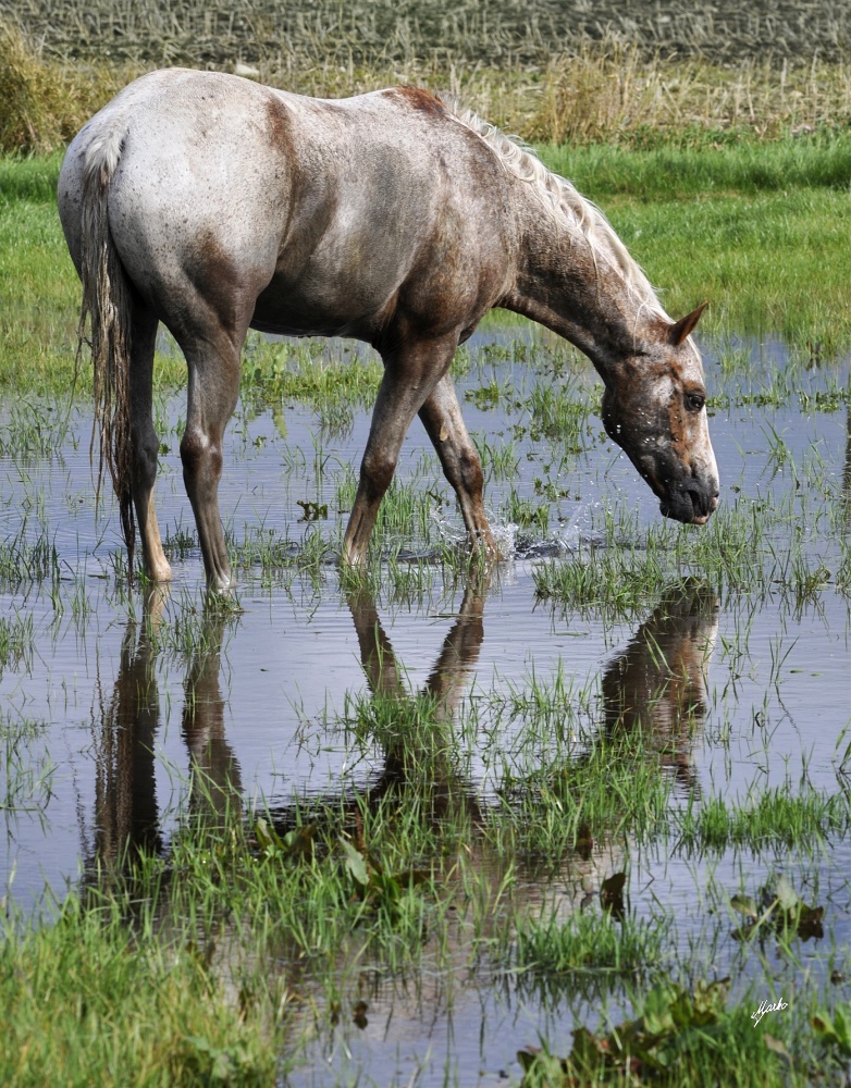 Appaloosa