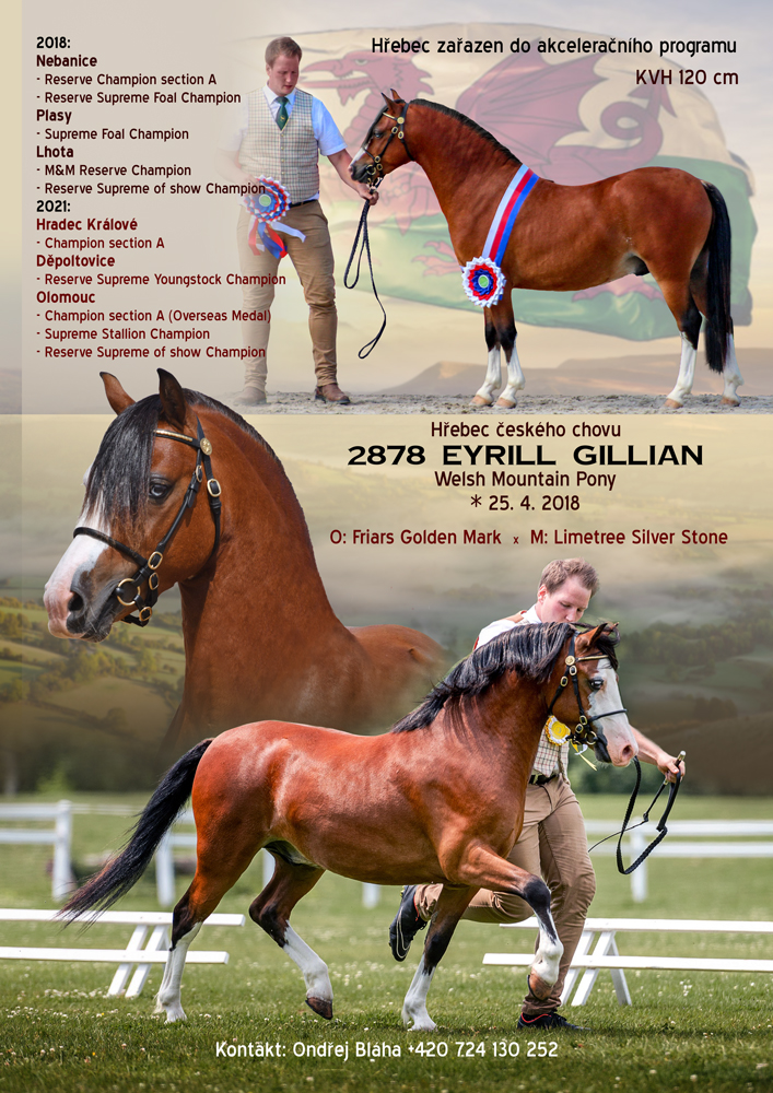 Welsh Mountain Pony 2878 EYRILL GILLIAN