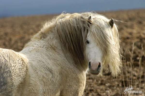welsh mountain pony