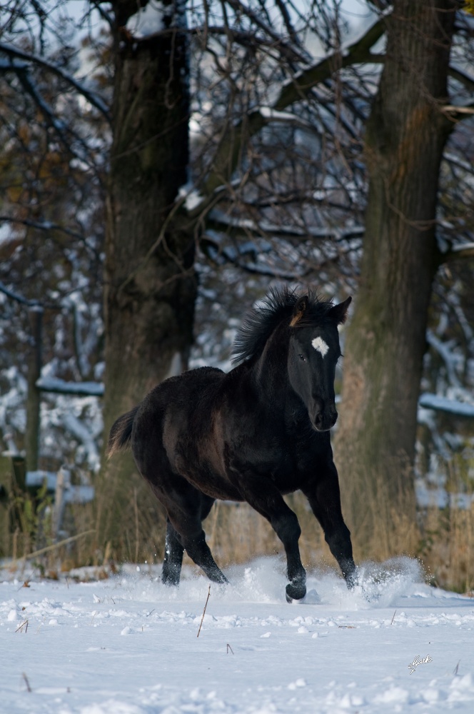 appaloosa