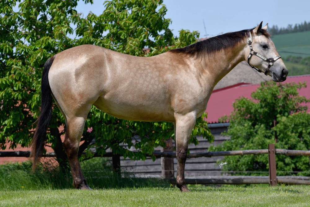 Appaloosa
