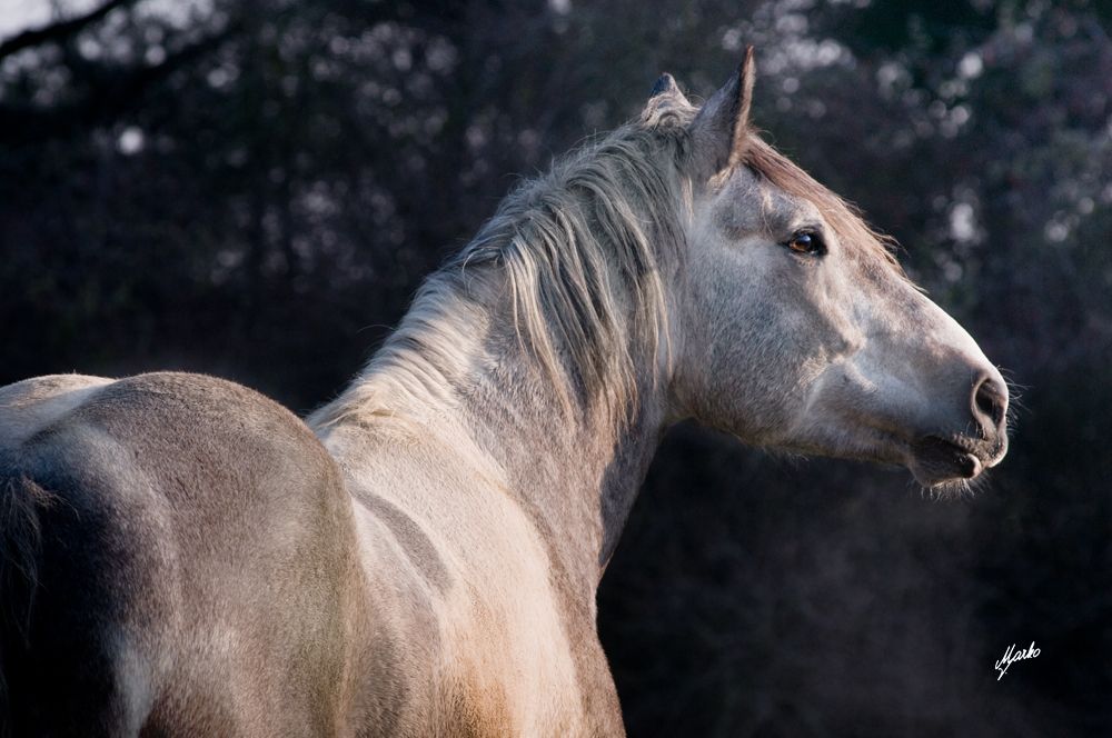 Irish Cob Crosbred