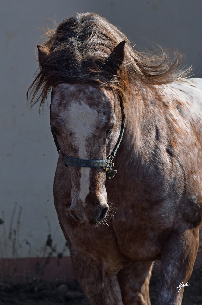 Appaloosa