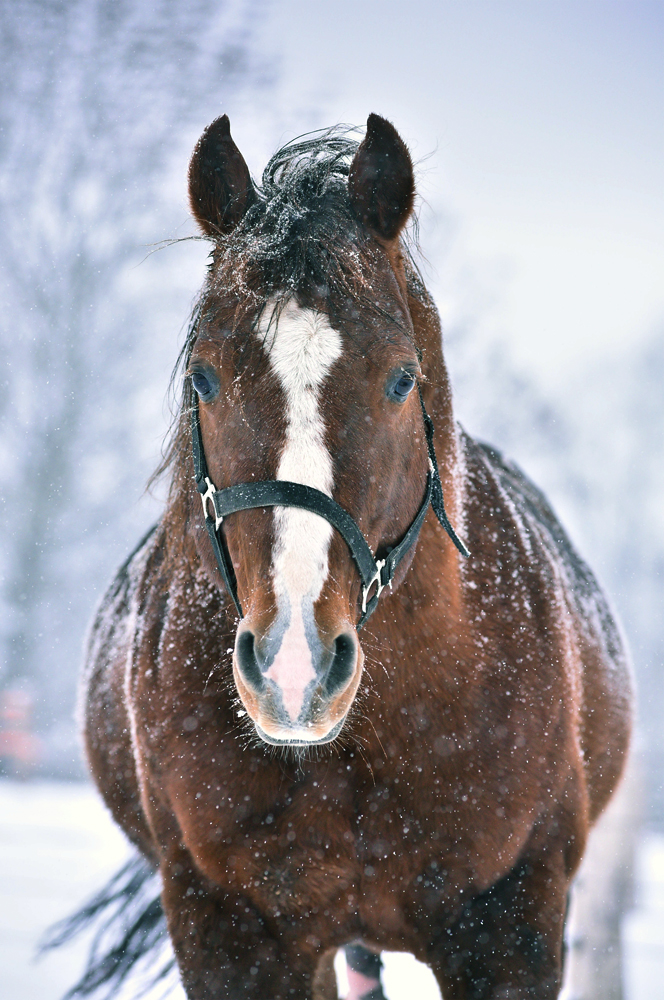 American Quarter Horse