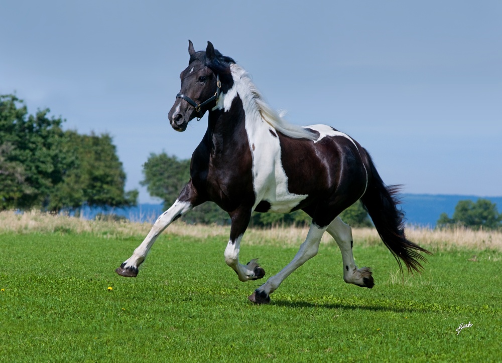Barock pinto