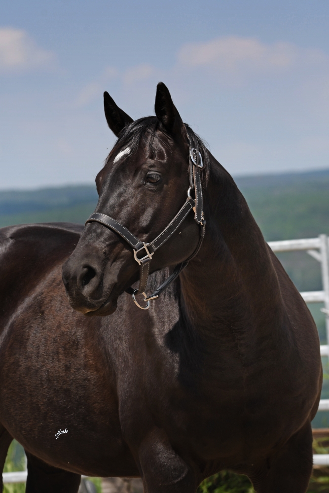 American Quarter Horse