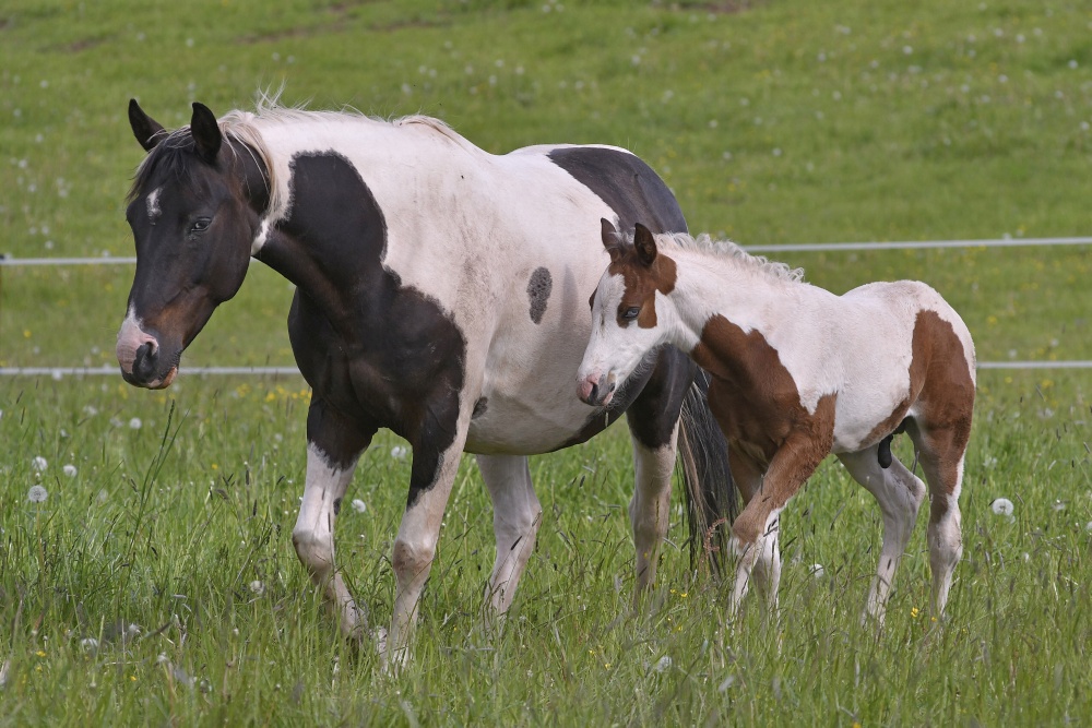 American Paint Horse
