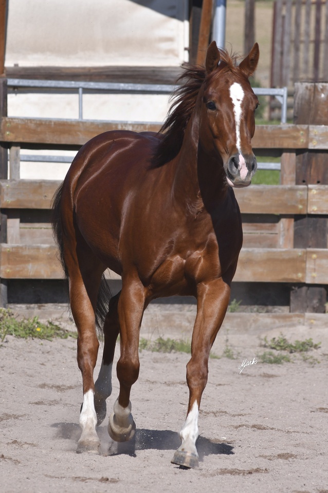 American Quarter Horse