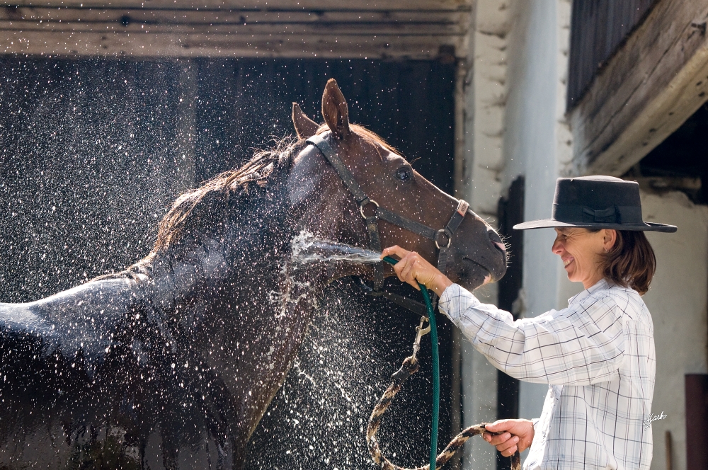 American Quarter Horse