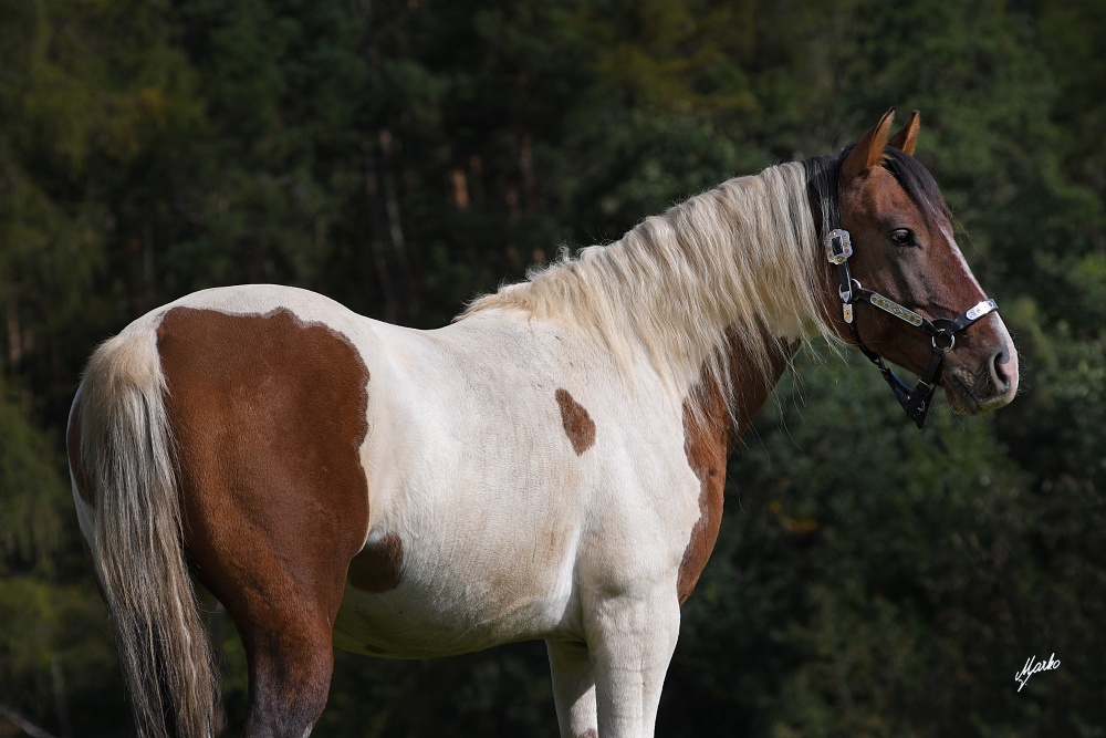 American Paint Horse