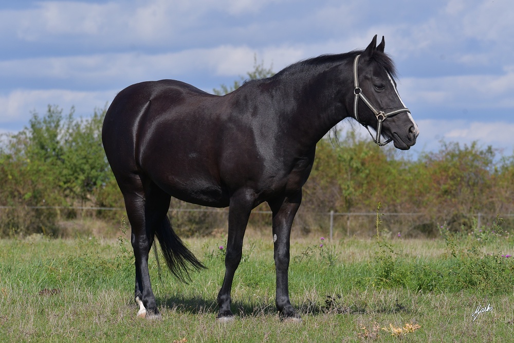Appaloosa