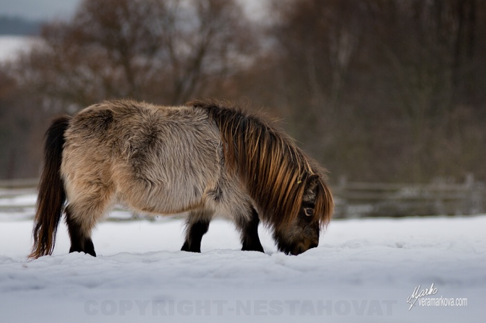 Shetland pony