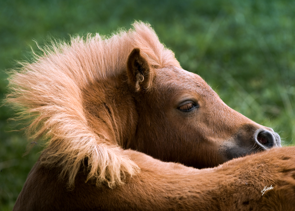 Shetland pony