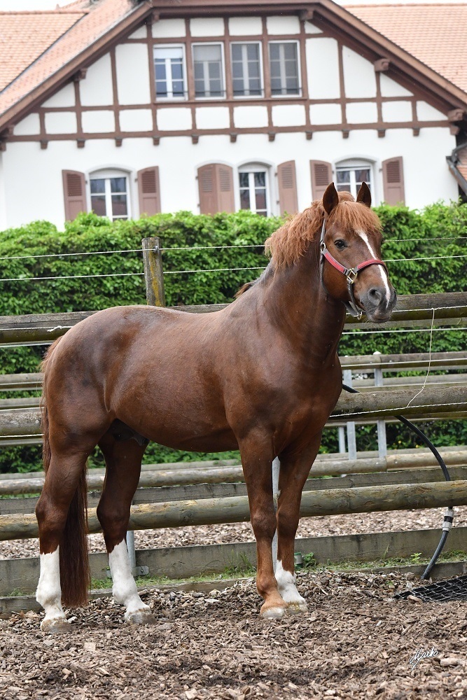 freibergerský kůň