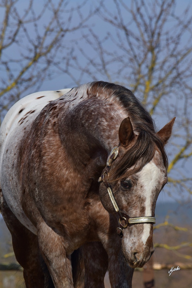 Appaloosa