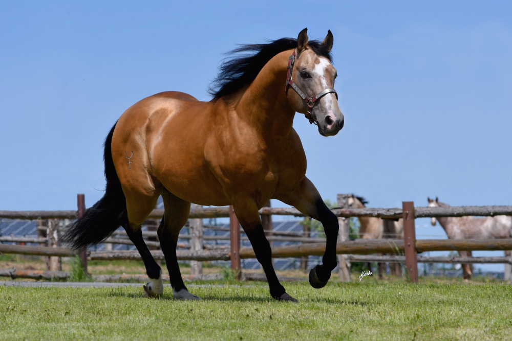 American Quarter Horse