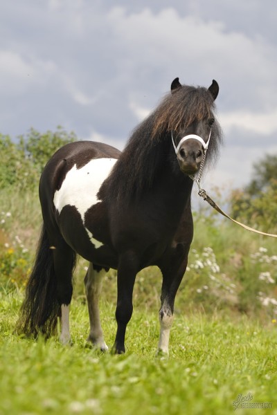 shetland pony