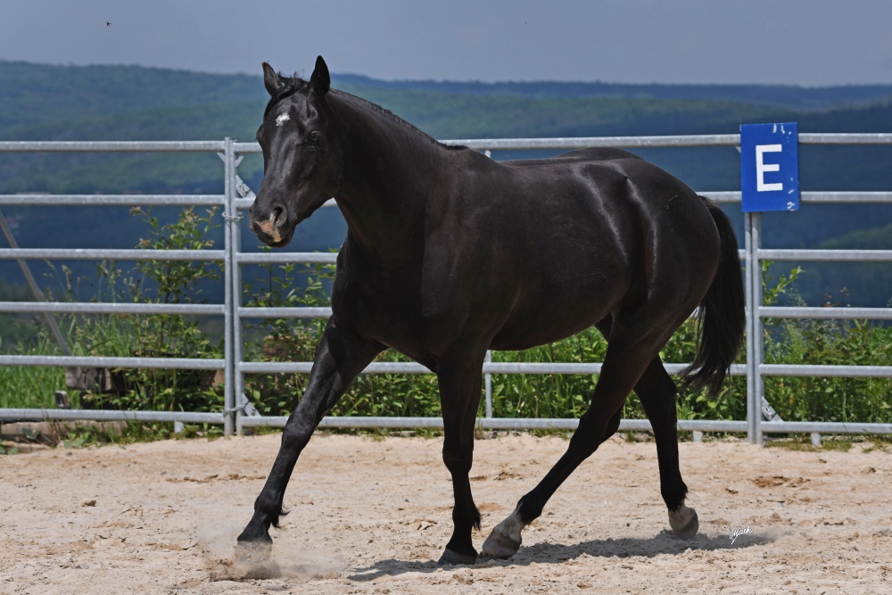 American Quarter Horse