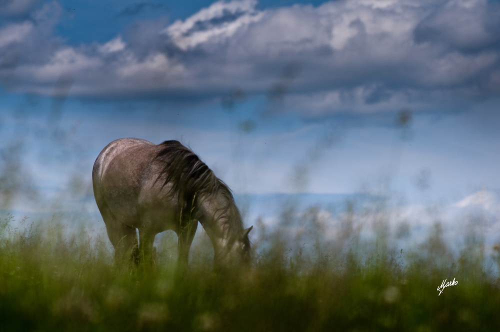 welsh mountain pony