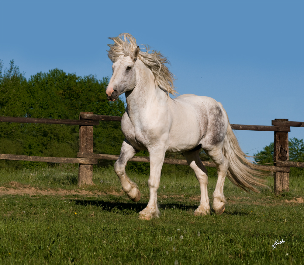 Irish Cob Crossbred