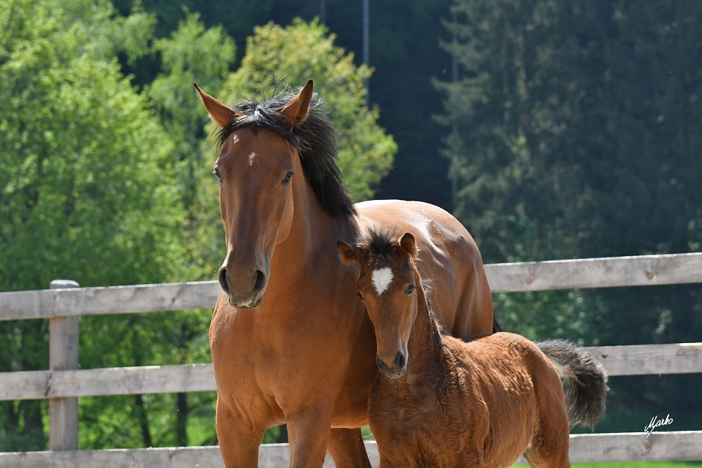 Einsiedler Pferd