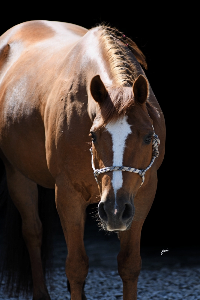 American Paint Horse