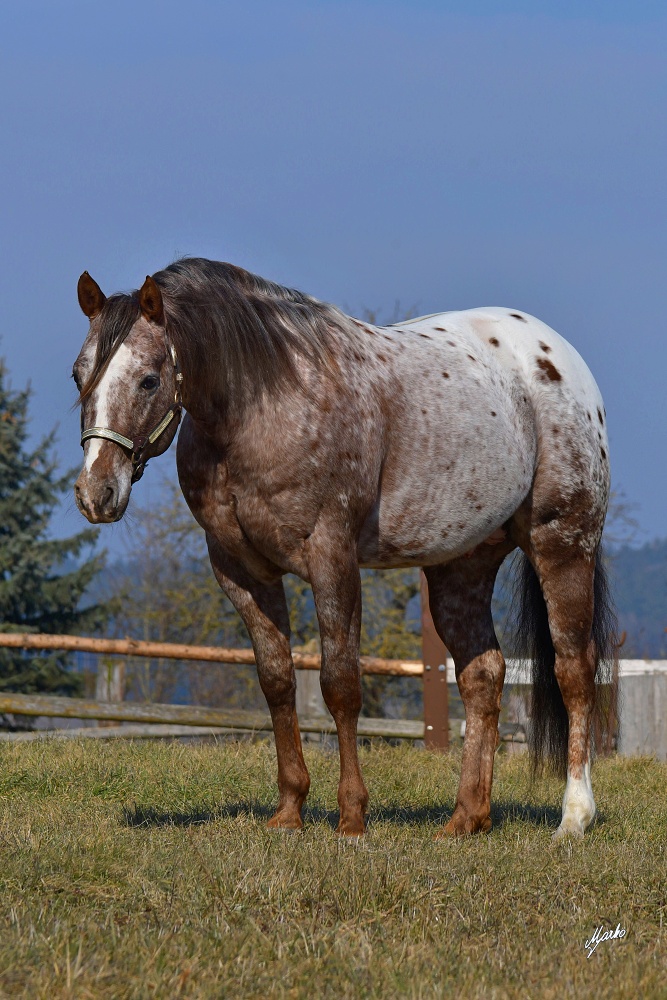 Appaloosa