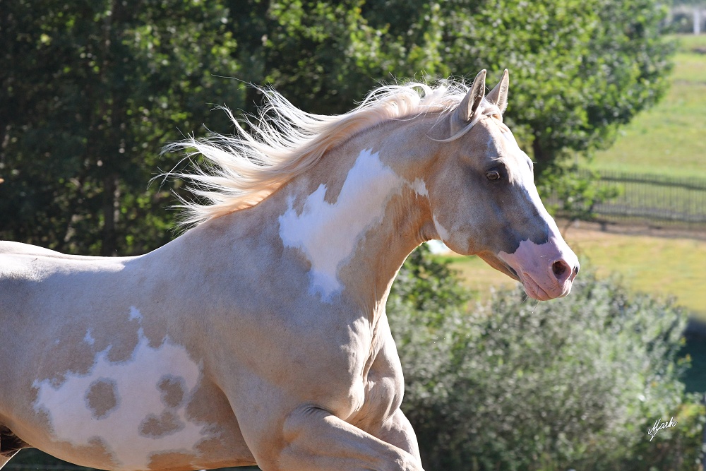 American Paint Horse