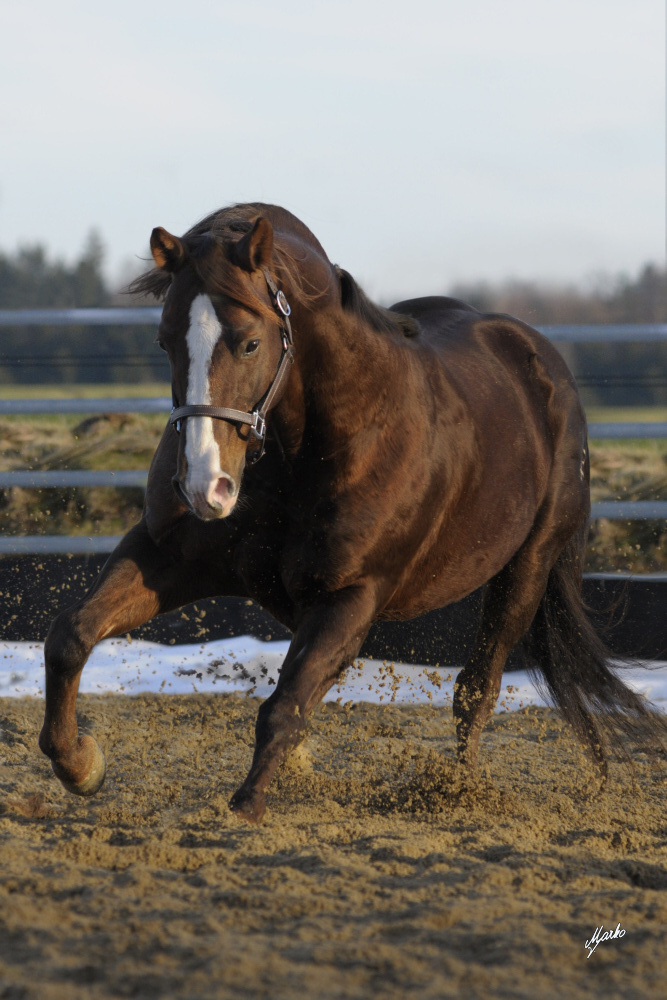 American Quarter Horse