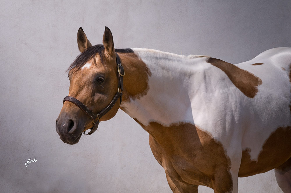 American Paint Horse