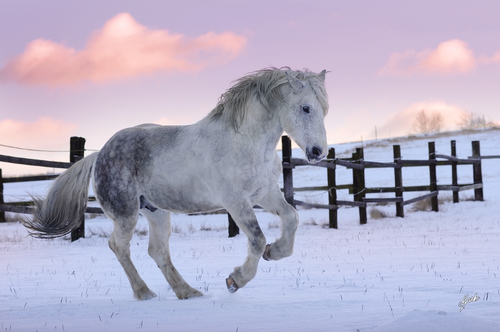 Irish Cob Crossbred