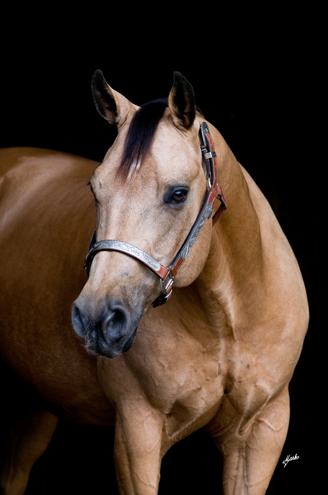 American Quarter Horse