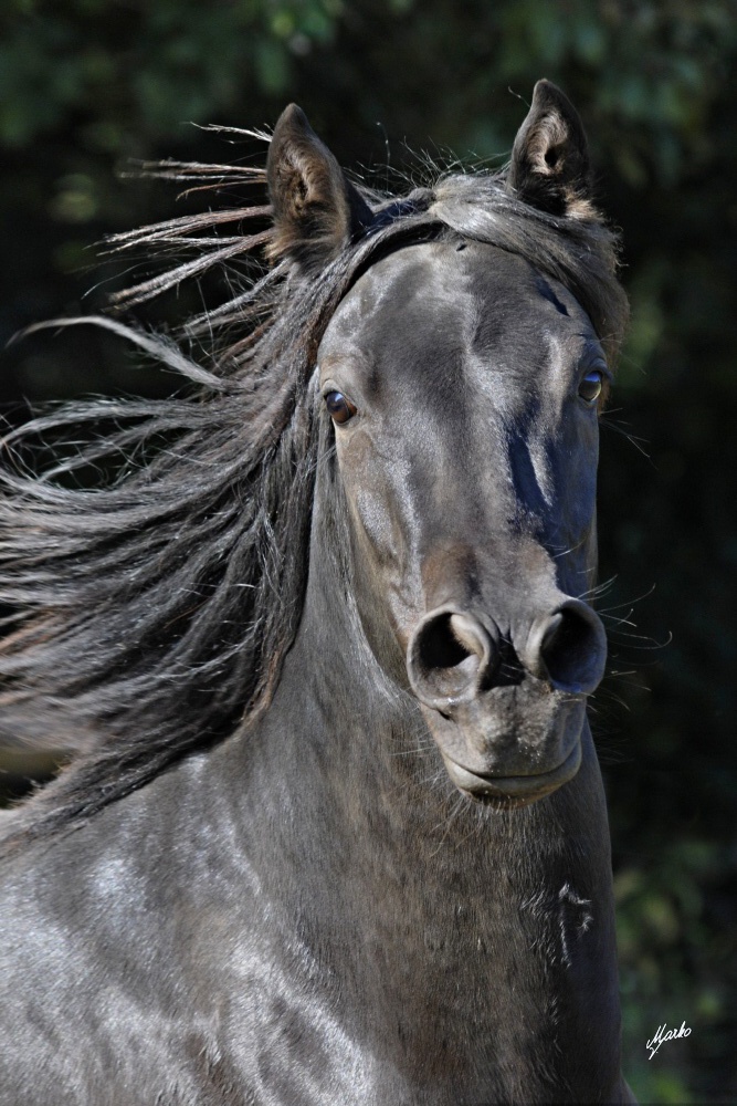 Morgan horse