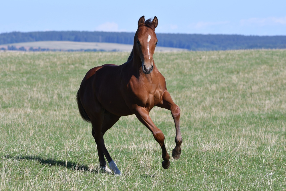 American Quarter Horse