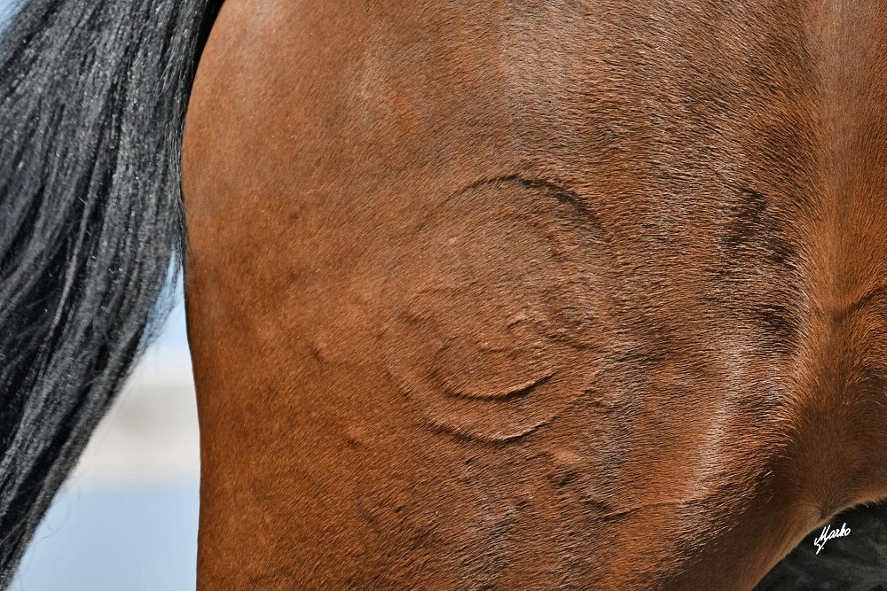 Einsiedler Pferd