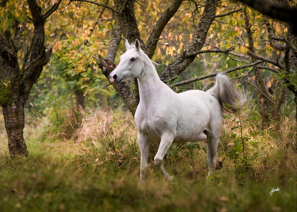 Shagya arab