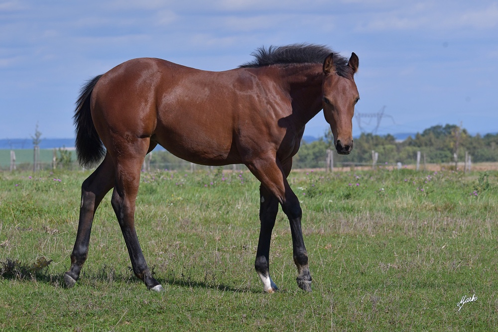 American Quarter Horse