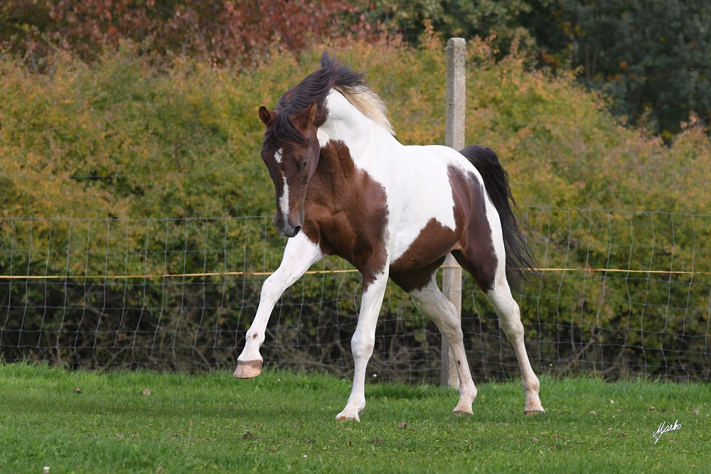 American Paint Horse