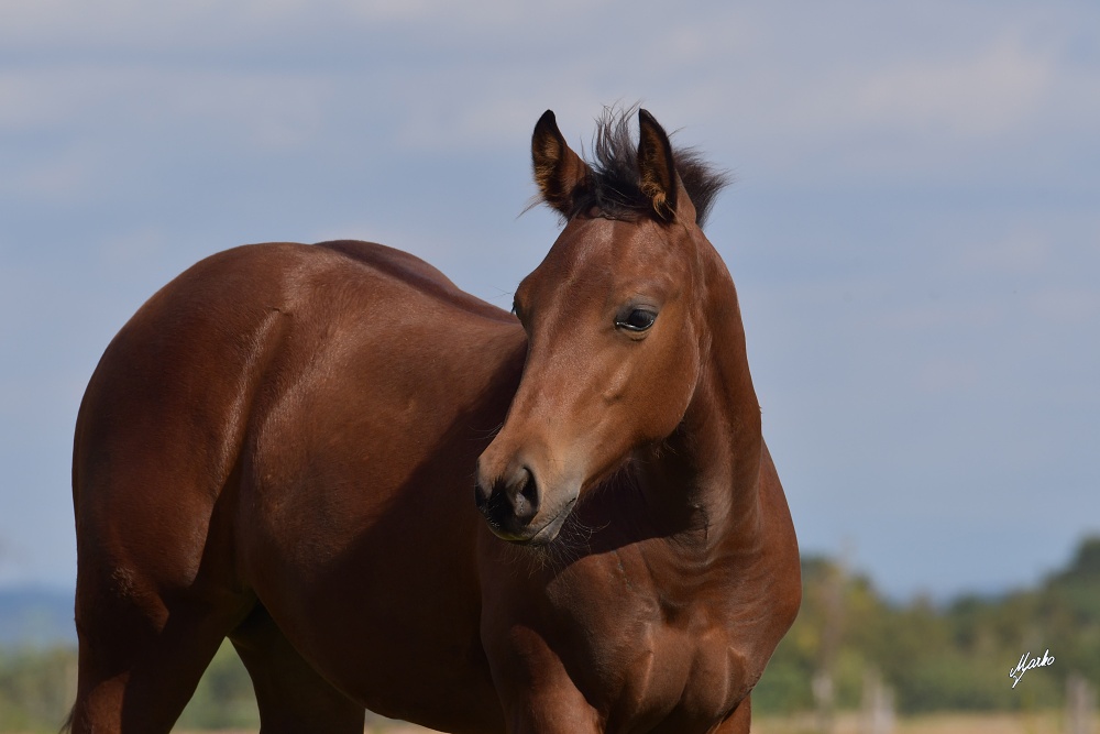 American Quarter Horse