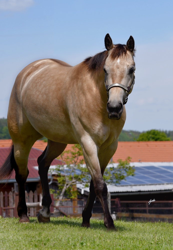 Appaloosa