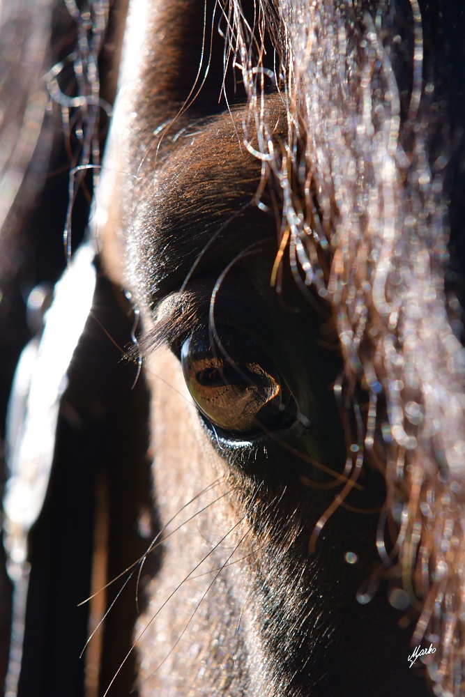 American Paint Horse