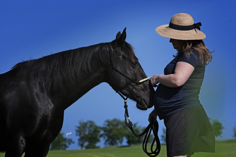 American Quarter Horse