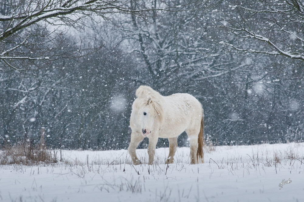 Welsh mountain pony