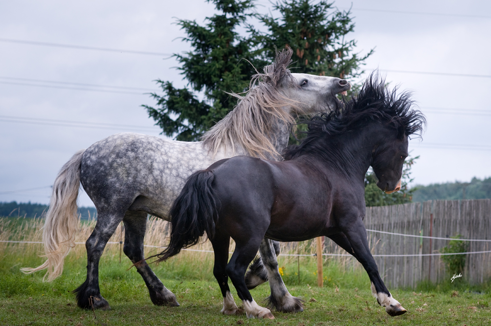 Fell pony a Welsh pony of cob type