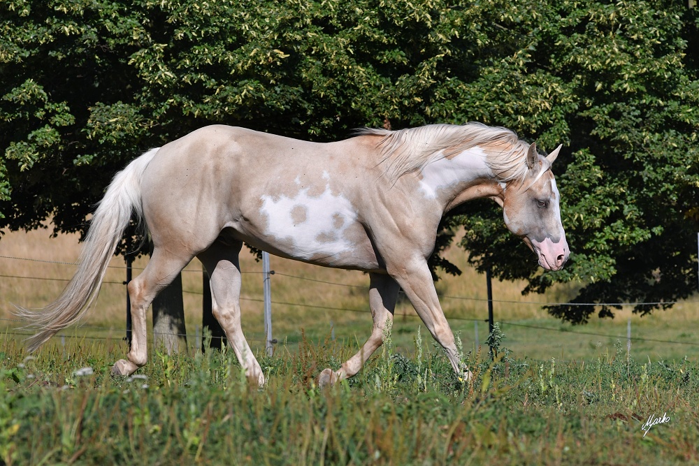 American Paint Horse