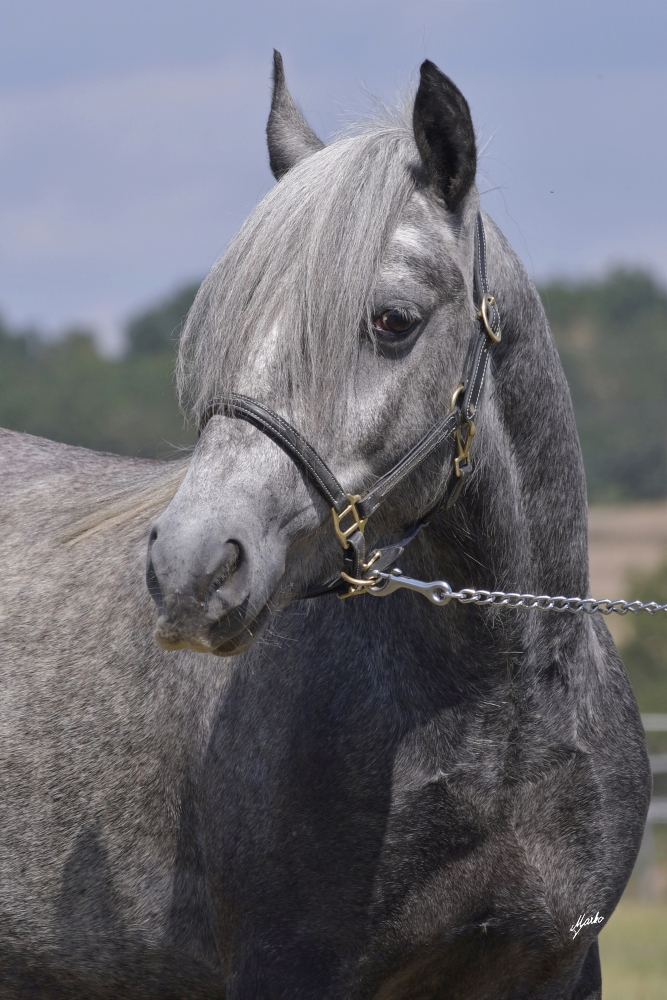 Fell pony