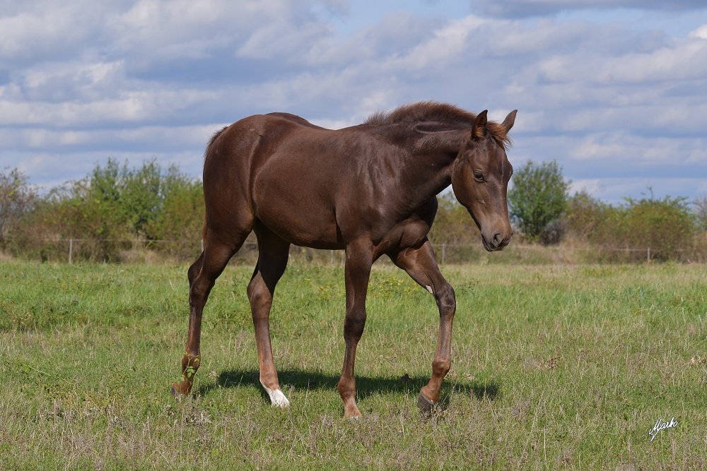 Appaloosa