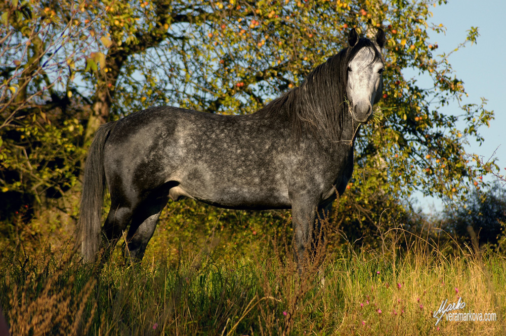 Welsh part bred