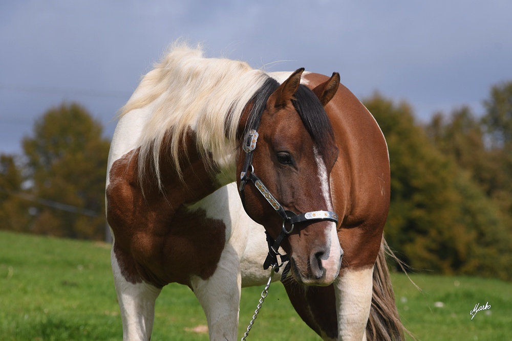 American Paint Horse